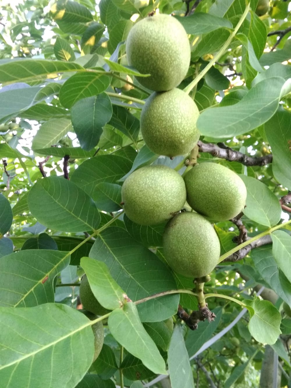 Harvesting